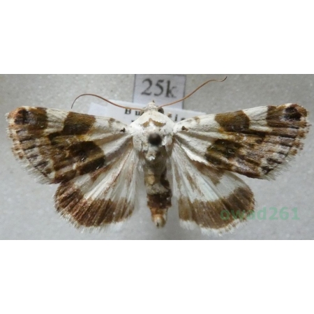 Acontia lucida (Hufnagel, 1766) Polnica blaskówka Bulgaria25k